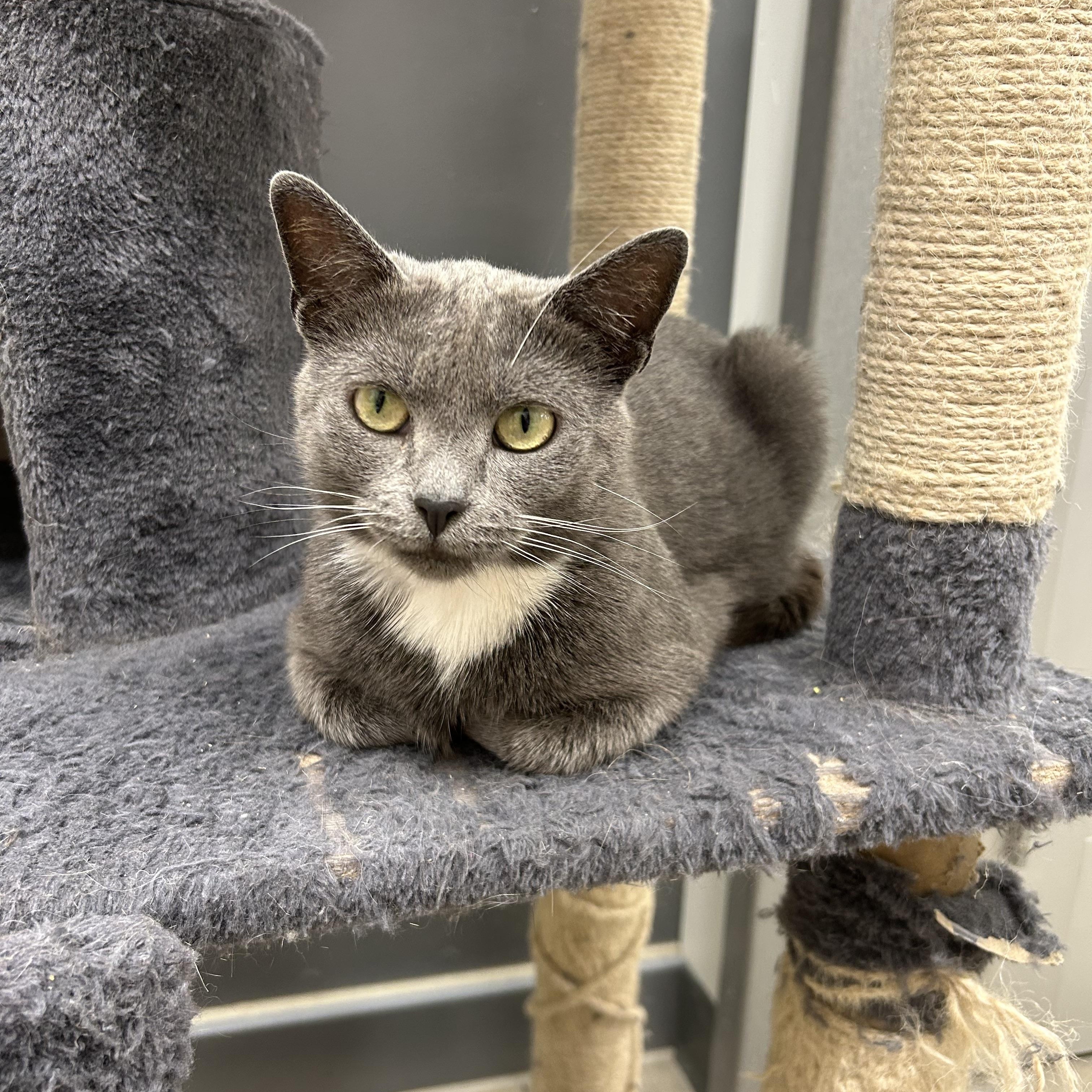 Chance, an adoptable Domestic Short Hair in Fredericton, NB, E3B 1K8 | Photo Image 1