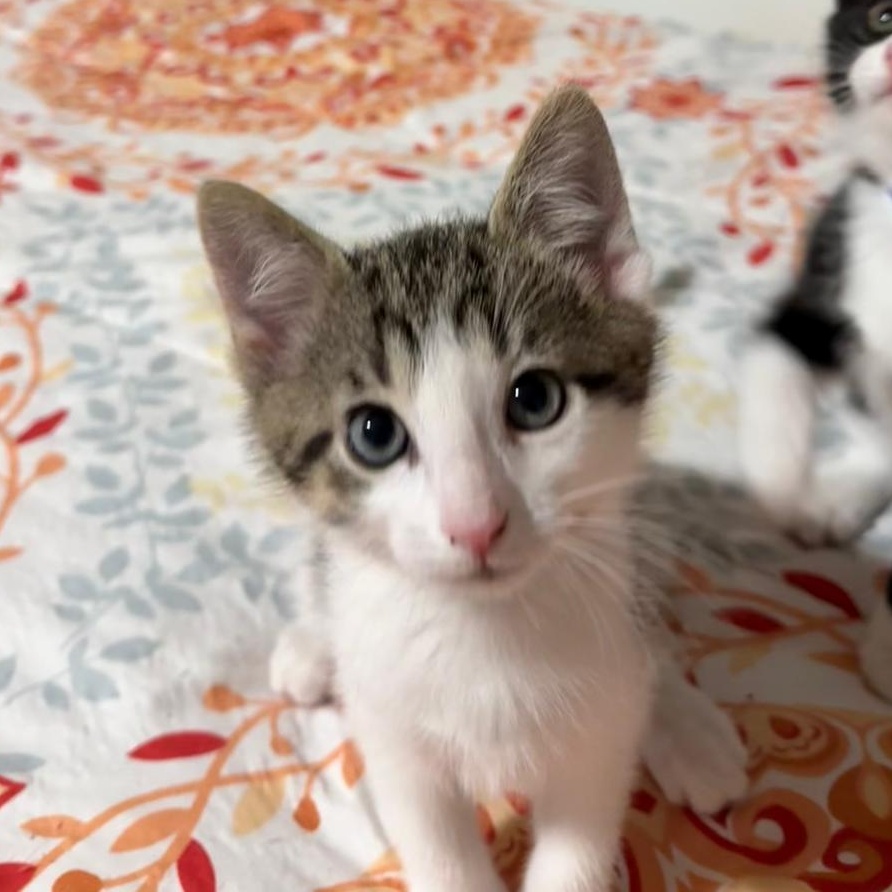 Cran(berry), an adopted Domestic Short Hair in Sandy Springs, GA image 3/5