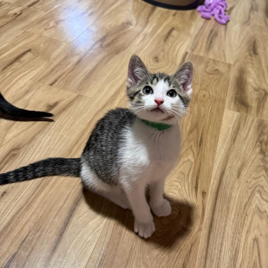 Cran(berry), an adopted Domestic Short Hair in Sandy Springs, GA image 5/5