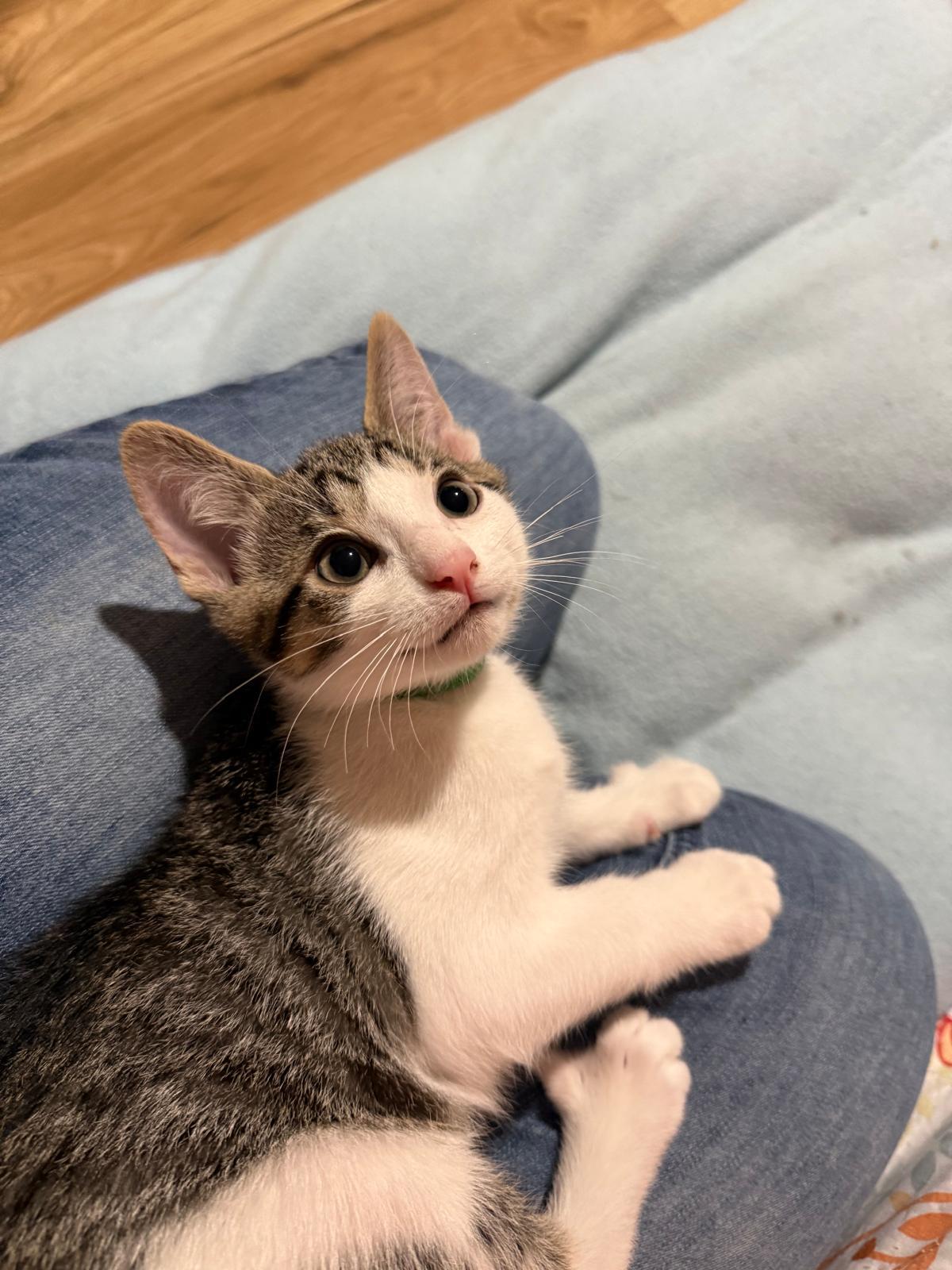 Cran(berry), an adopted Domestic Short Hair in Sandy Springs, GA image 2/5