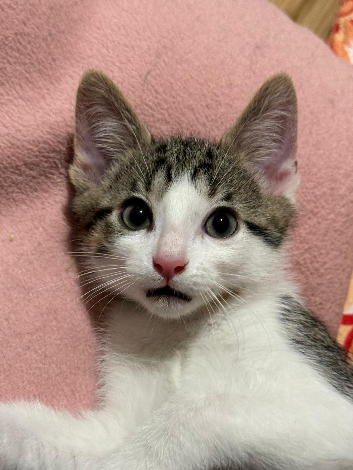 Cran(berry), an adopted Domestic Short Hair in Sandy Springs, GA image 1/5