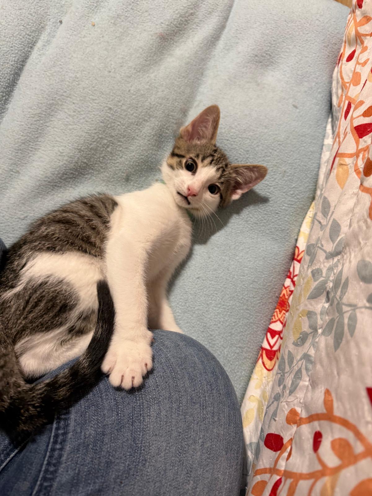 Cran(berry), an adopted Domestic Short Hair in Sandy Springs, GA image 4/5