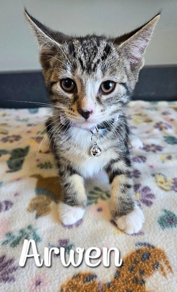 Arwen, a Adopted mixed breed in Sidney, OH image 1/2