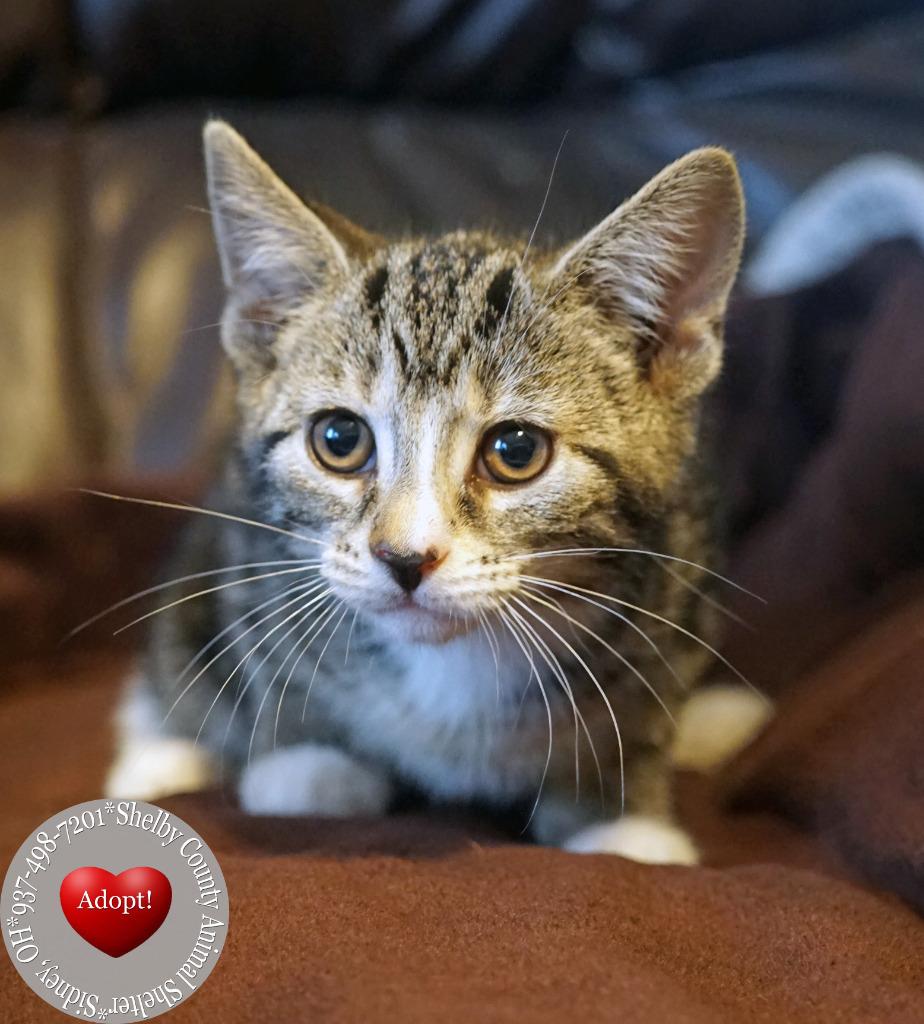 Arwen, a Adopted mixed breed in Sidney, OH image 2/2