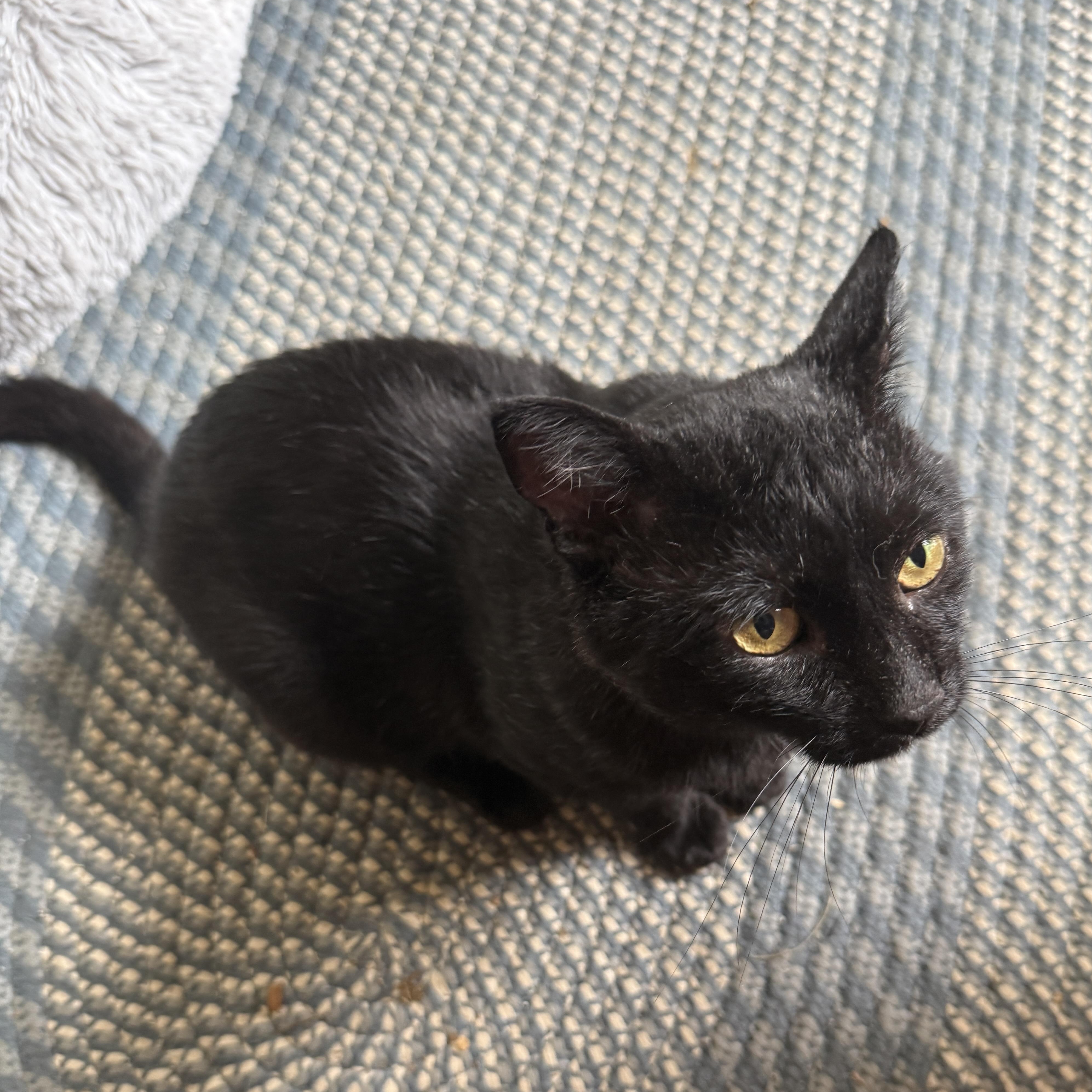 Cheeks, Adoptable, Adult Male Domestic Short Hair.