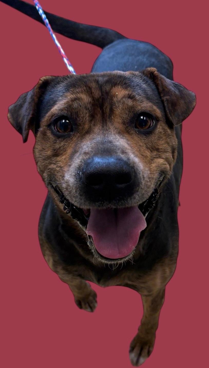 Flapjack, ADOPTABLE, Young Male Pit Bull Terrier.