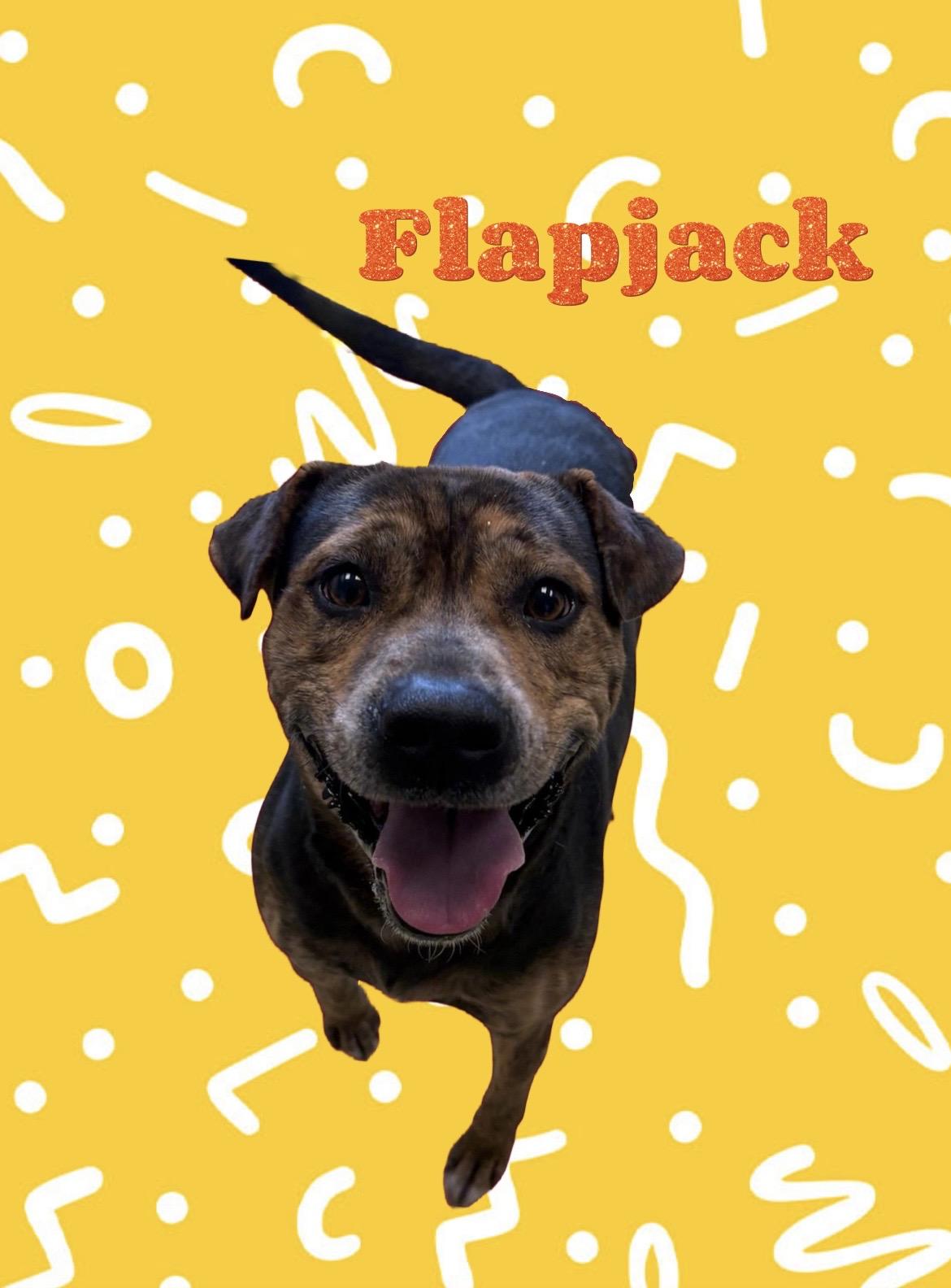 Enlarge Flapjack, a ADOPTABLE mixed breed in New Castle, IN image 1/1