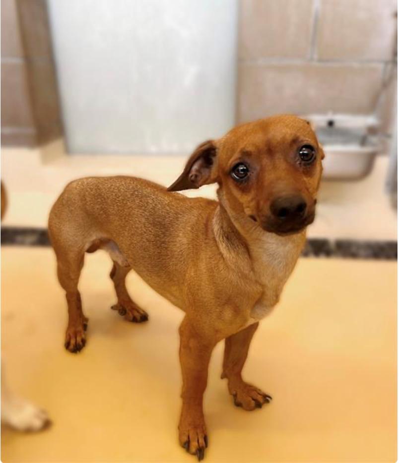 Brownie, an adoptable Chihuahua in Vassalboro, ME, 04989 | Photo Image 1
