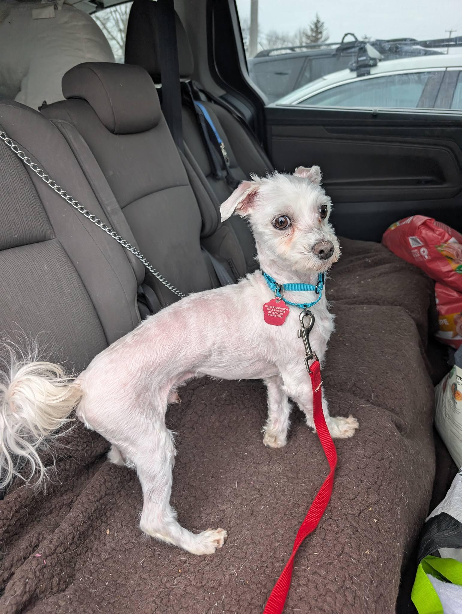 Enlarge Tino, a ADOPTABLE Maltese in Maybrook, NY image 4/5