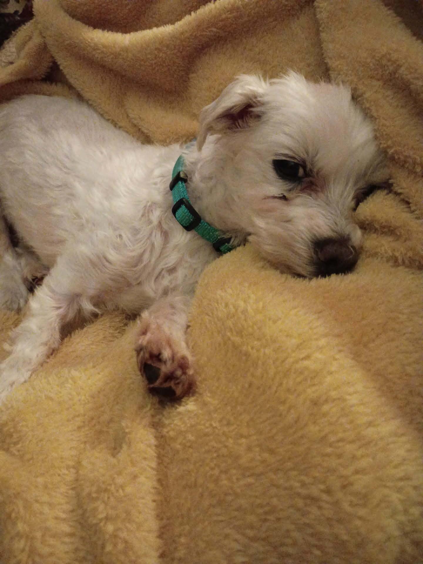 Enlarge Tino, a ADOPTABLE Maltese in Maybrook, NY image 3/5