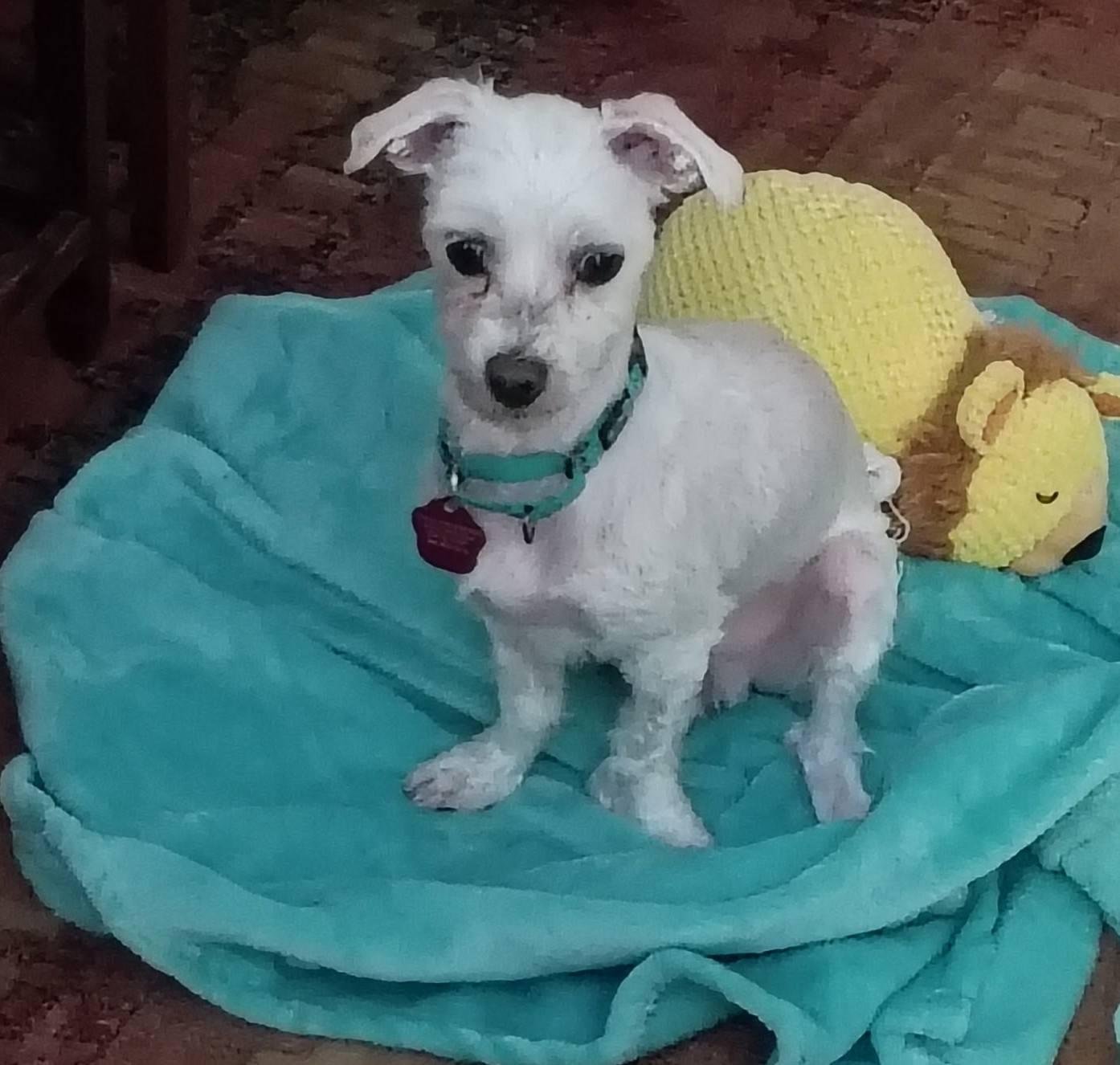 Enlarge Tino, a ADOPTABLE Maltese in Maybrook, NY image 2/5