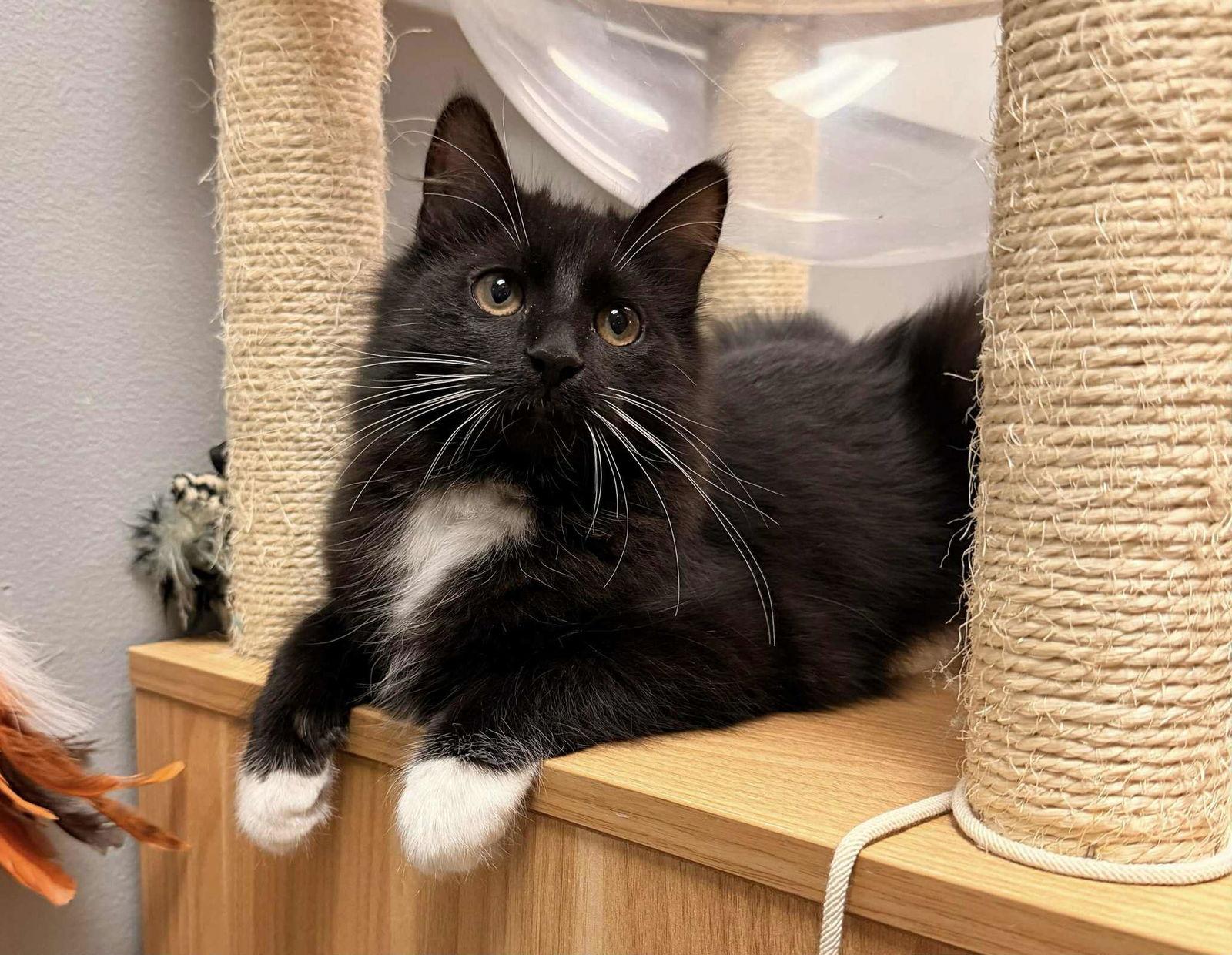 SHIMMER, Adopted, Kitten Female Tuxedo & Domestic Medium Hair.