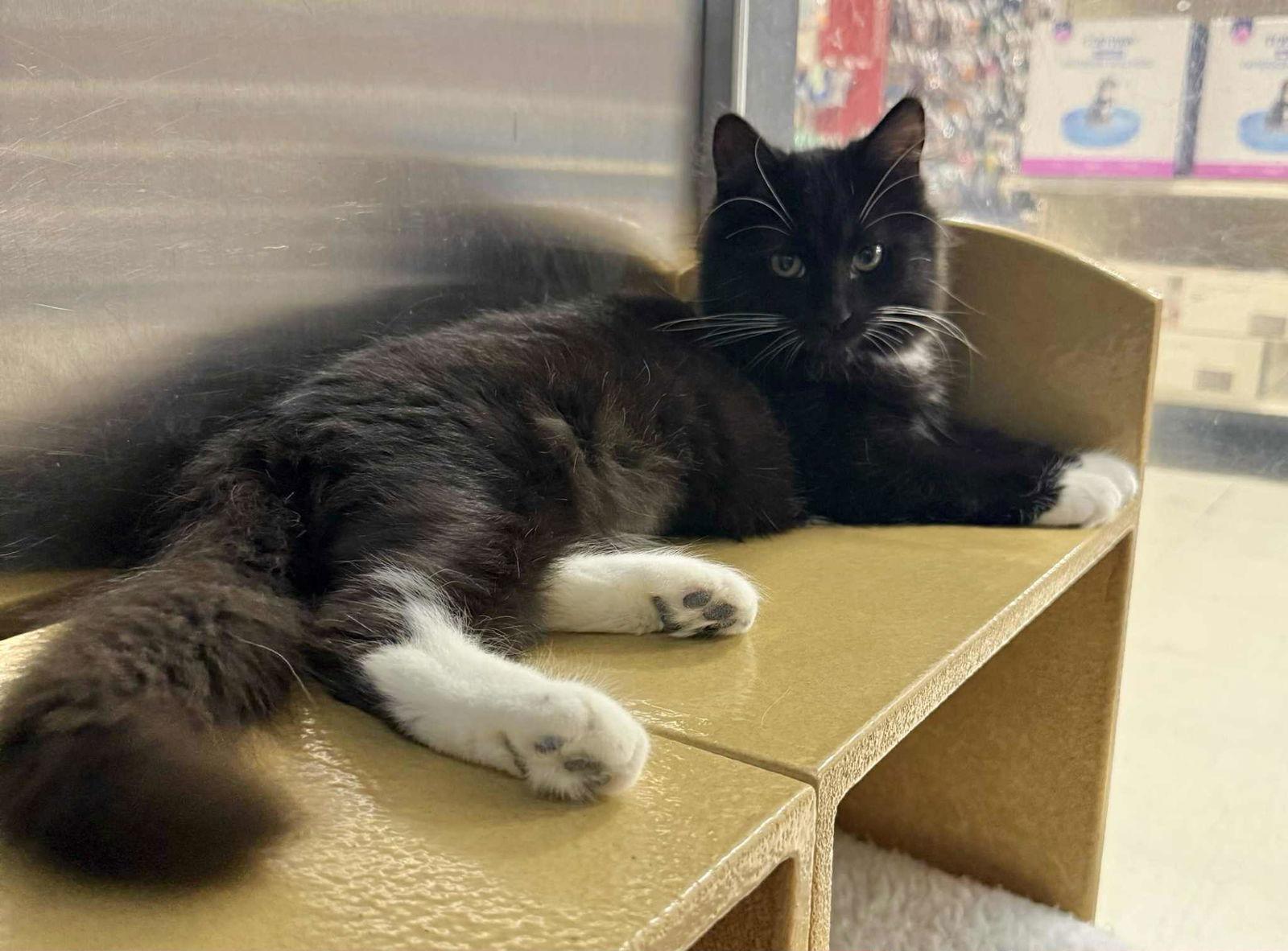 Enlarge SHIMMER, a Adopted mixed breed in Capshaw, AL image 2/3