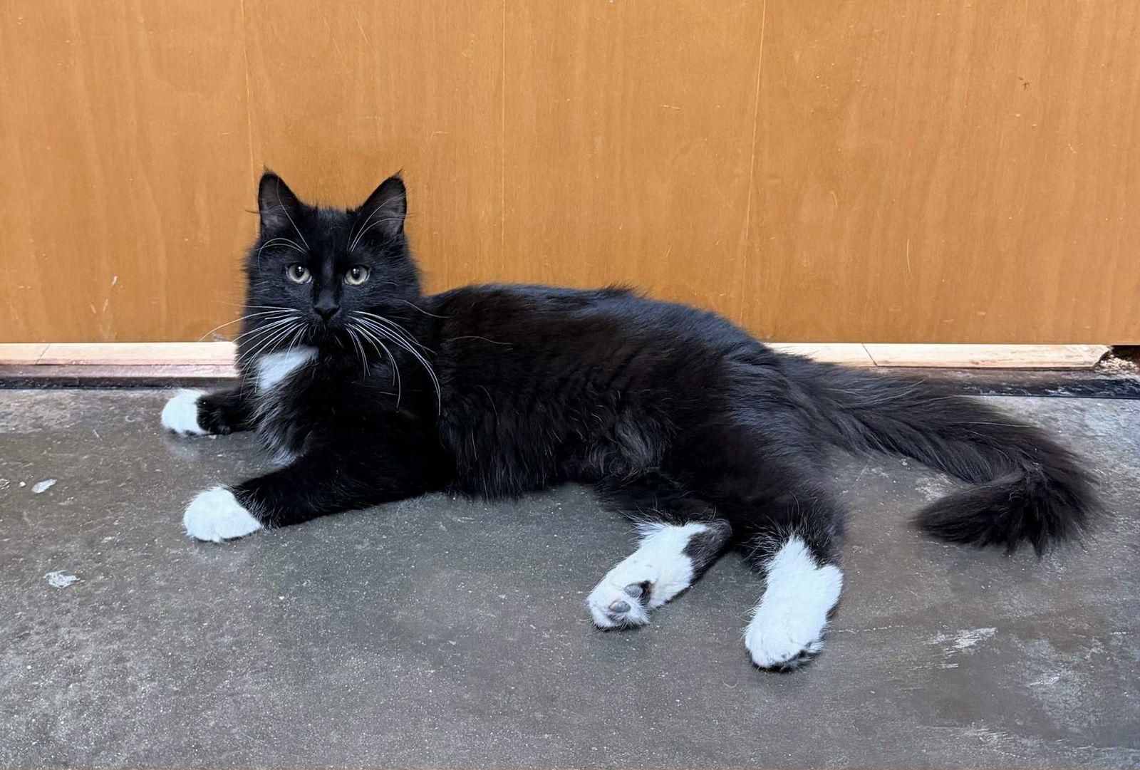 Enlarge SHIMMER, a Adopted mixed breed in Capshaw, AL image 3/3