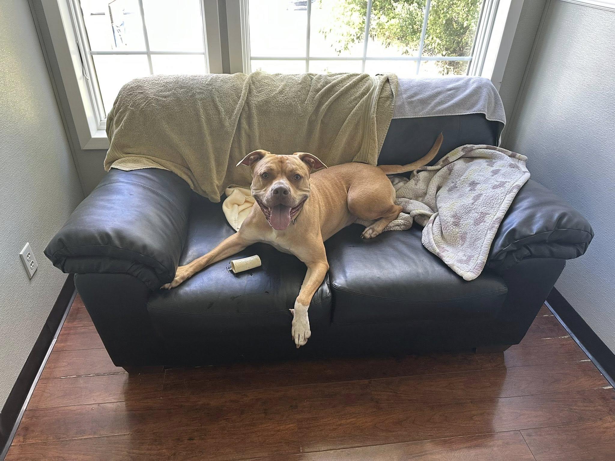 Monty, Adoptable, Adult Male American Bully.