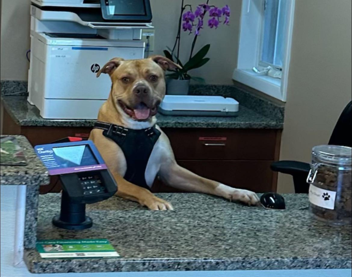 Enlarge Monty, a Adoptable mixed breed in Mendham, NJ image 2/4