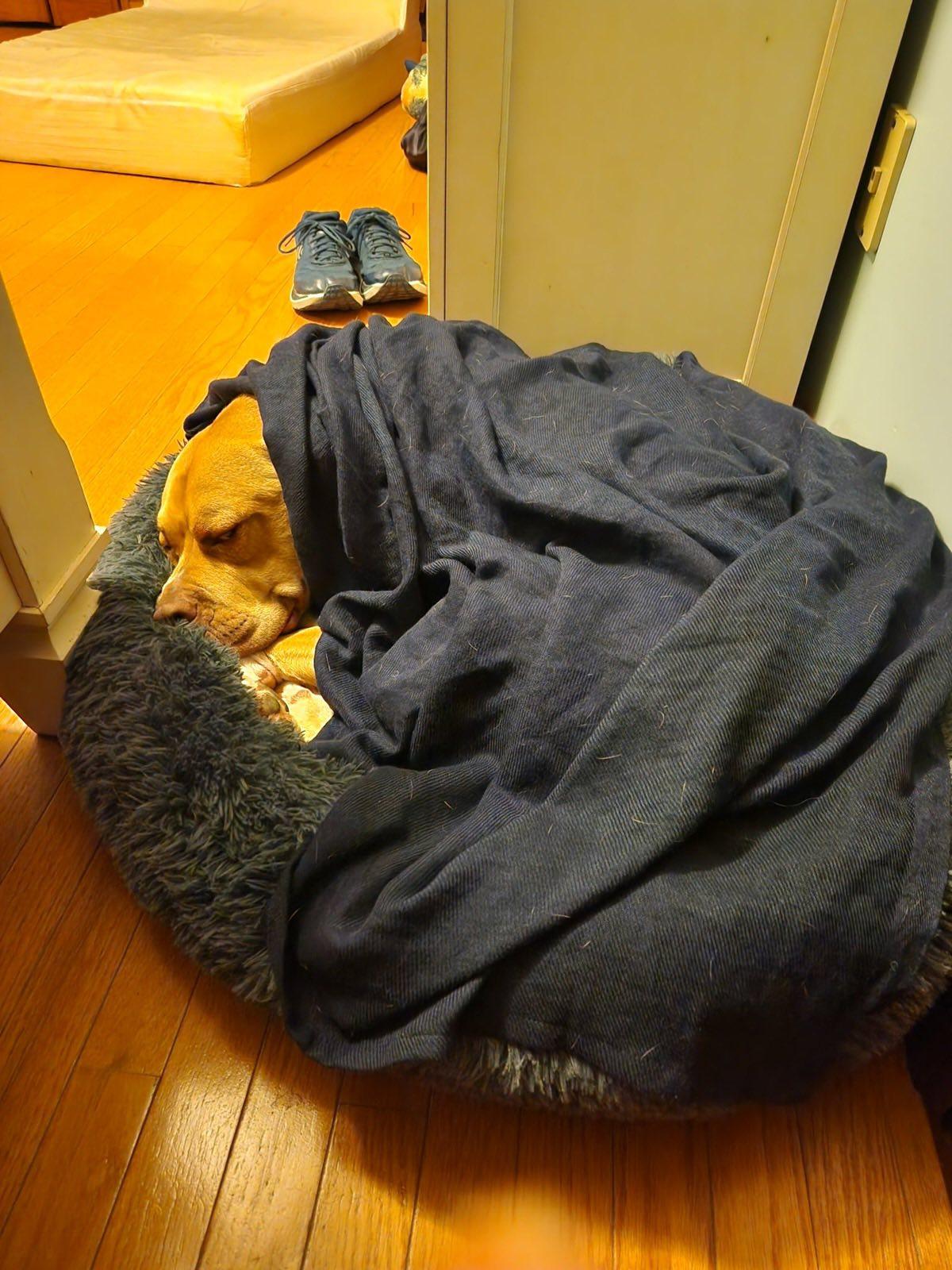 Enlarge Monty, a Adoptable mixed breed in Mendham, NJ image 3/4