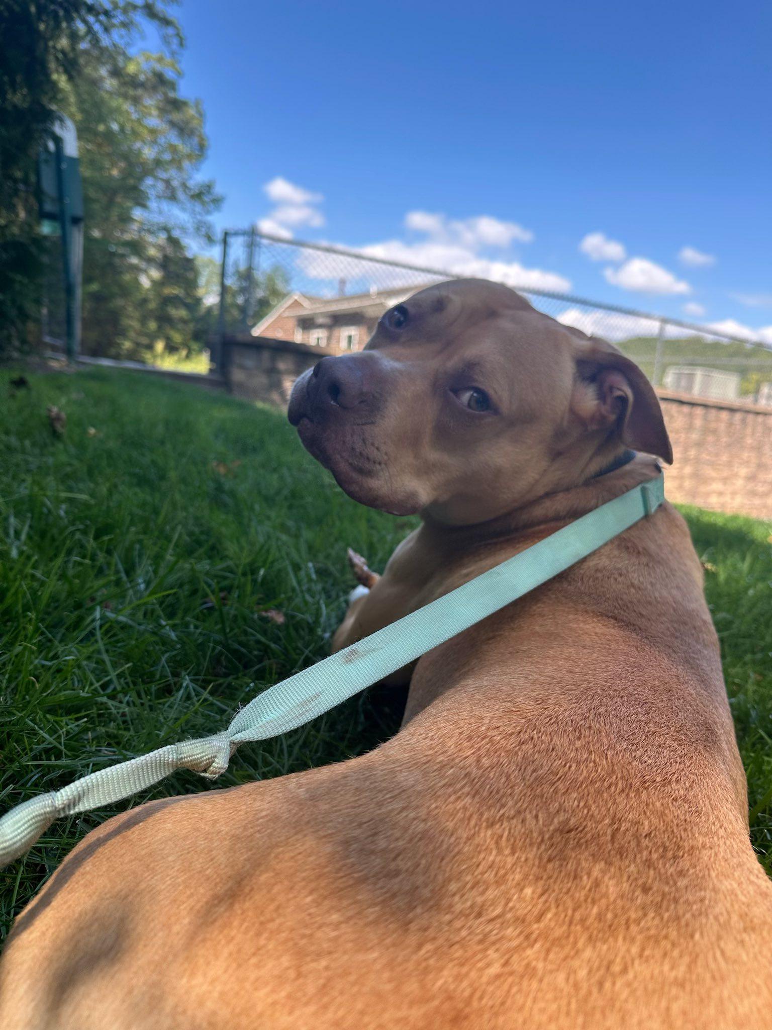 Enlarge Monty, a Adoptable mixed breed in Mendham, NJ image 4/4