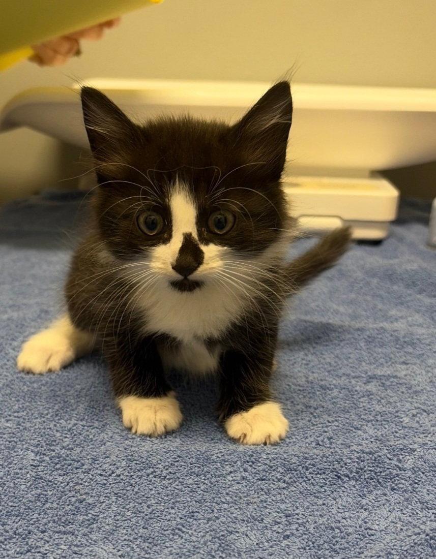 Mittens, Adoptable, Kitten Male Domestic Medium Hair.