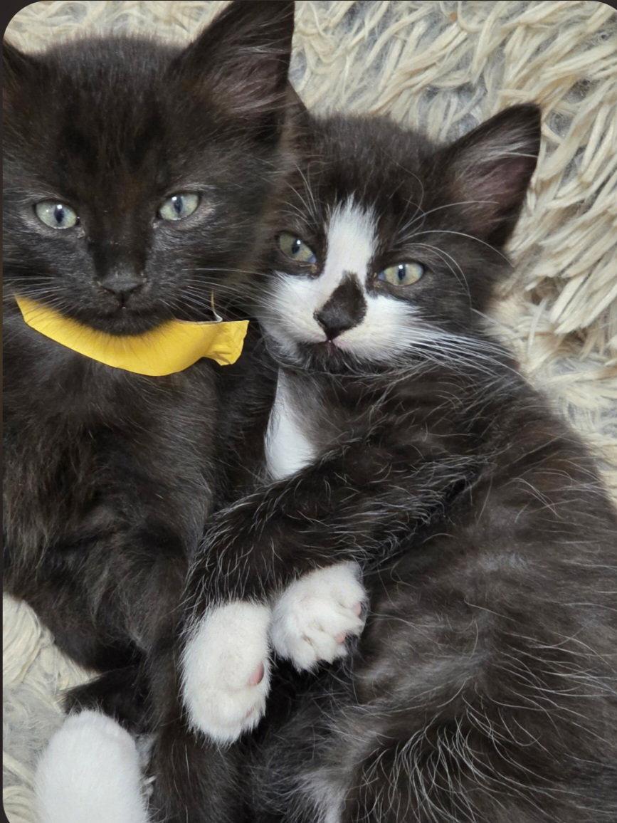 Enlarge Mittens, a Adoptable Domestic Medium Hair in Blairsville, GA image 2/3
