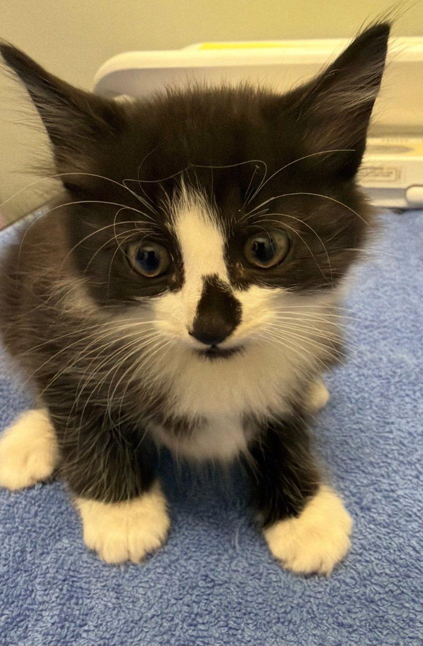 Enlarge Mittens, a Adoptable Domestic Medium Hair in Blairsville, GA image 3/3