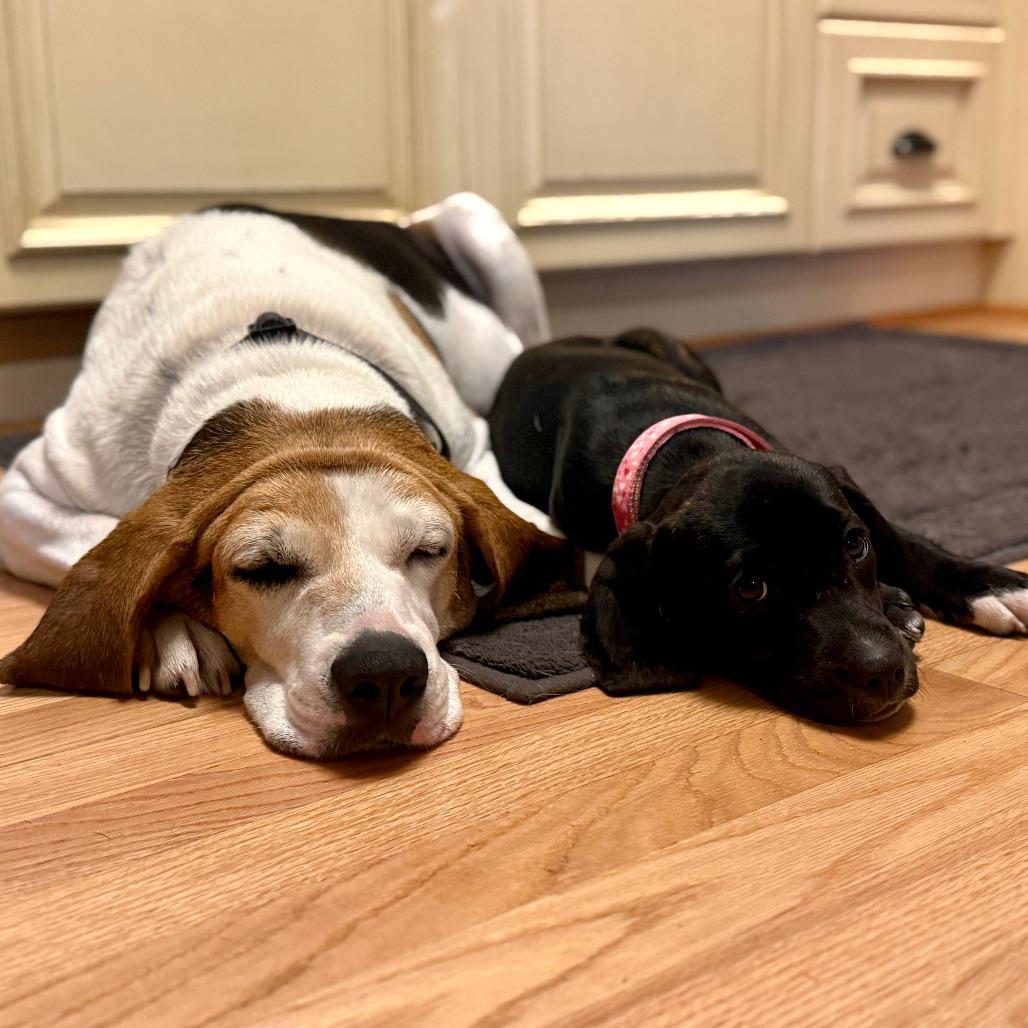 Sadie Cane, Adoptable, Senior Female Coonhound & Beagle.