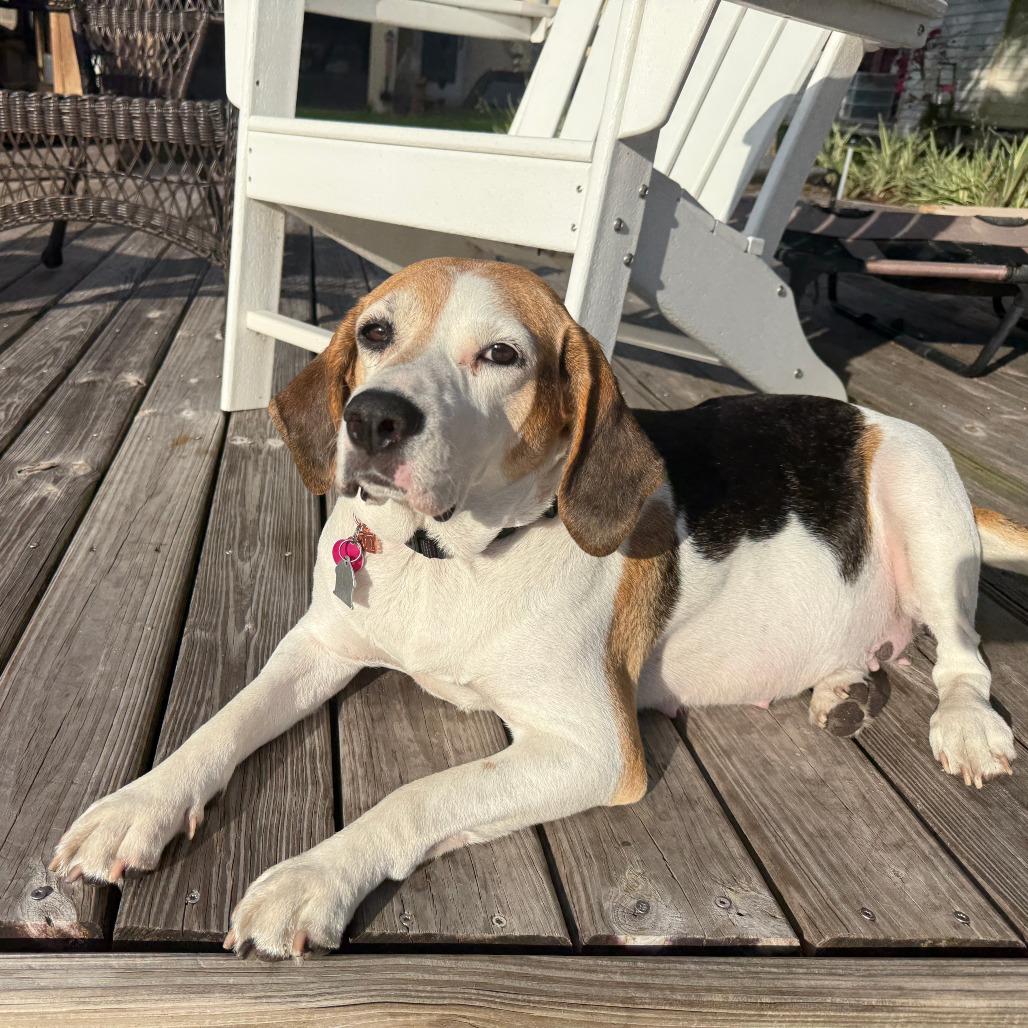 Enlarge Sadie Cane, a Adoptable mixed breed in Fort Lauderdale, FL image 2/6
