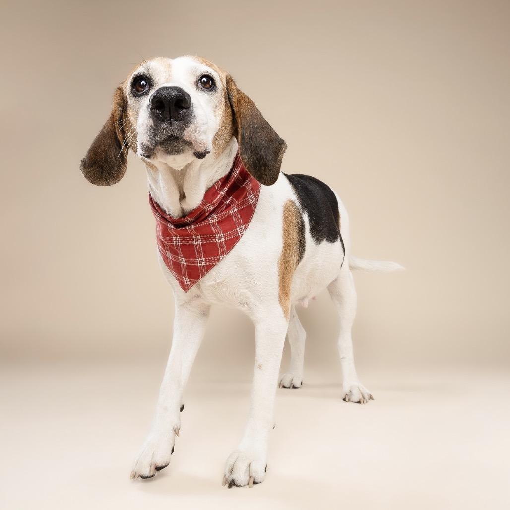 Enlarge Sadie Cane, a Adoptable mixed breed in Fort Lauderdale, FL image 3/6