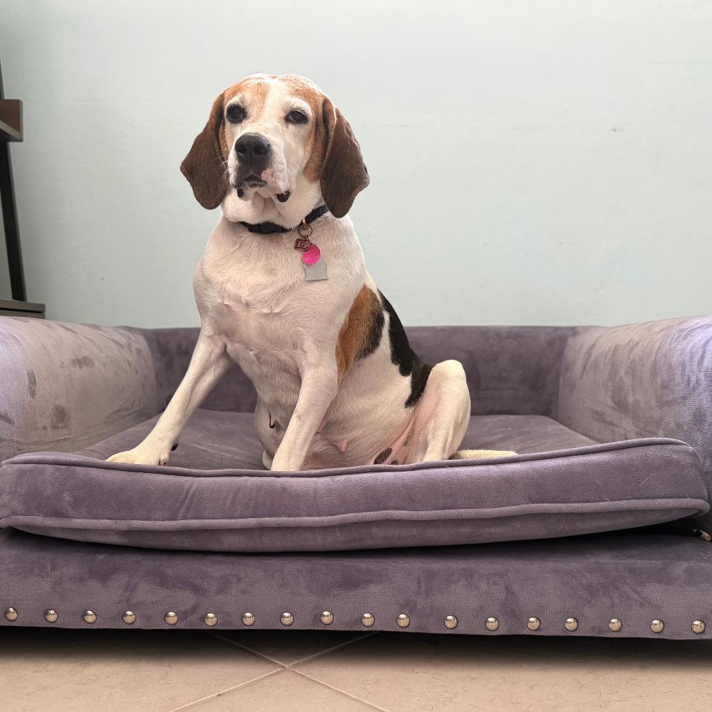Enlarge Sadie Cane, a Adoptable mixed breed in Fort Lauderdale, FL image 5/6