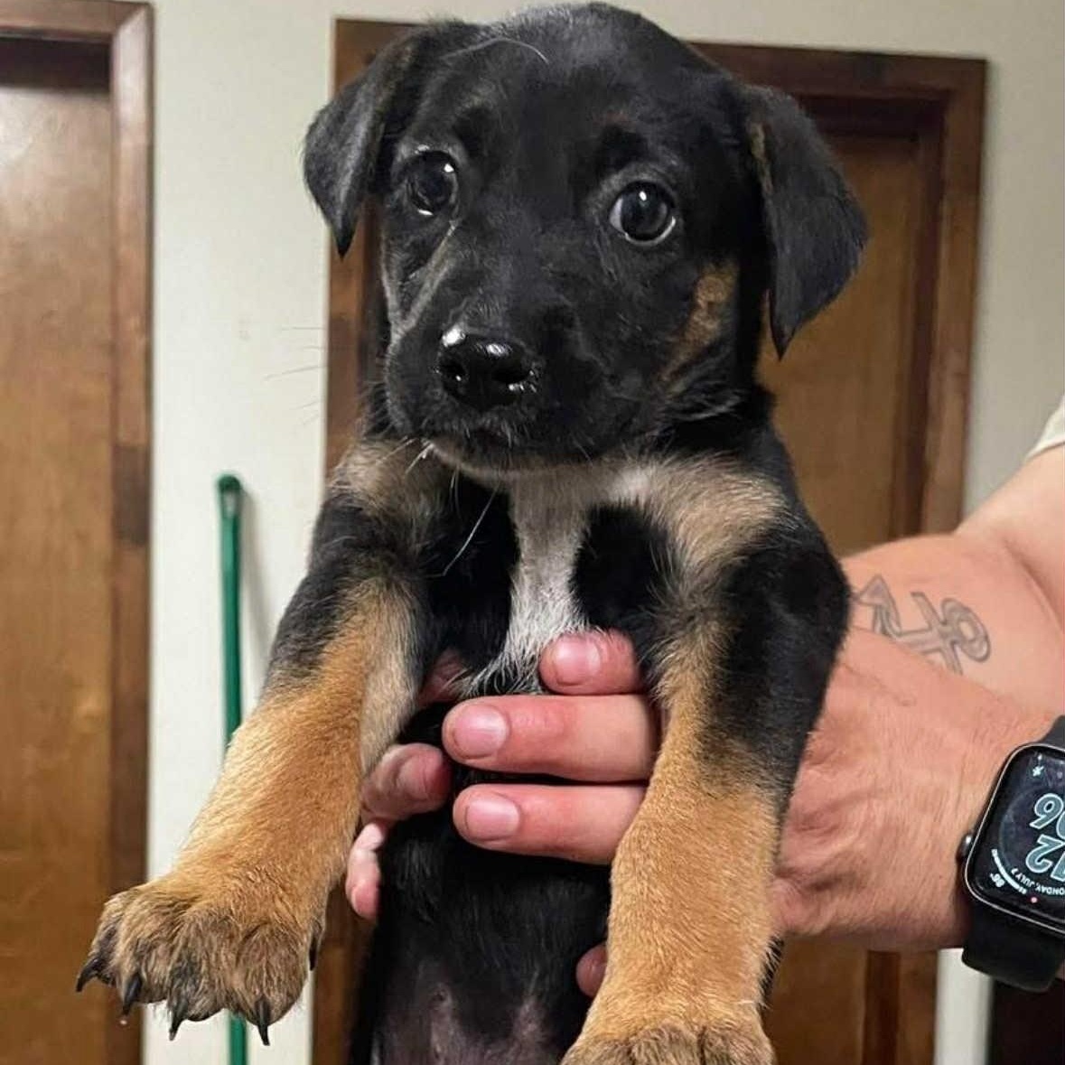 Jazz, an adoptable German Shepherd Dog in Clovis, NM, 88101 | Photo Image 1