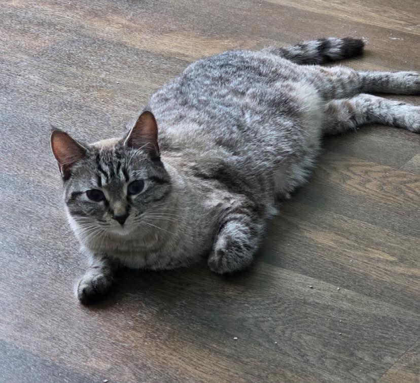 Saphire, Adult Female Domestic Short Hair