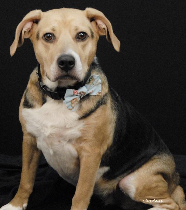 Carly, ADOPTABLE, Adult Female Beagle.
