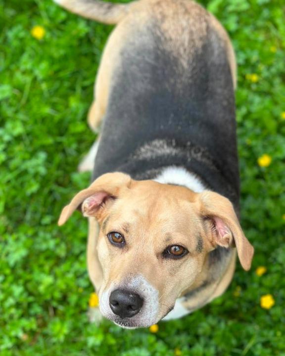 Enlarge Maggie, a ADOPTABLE mixed breed in Newland, NC image 3/4