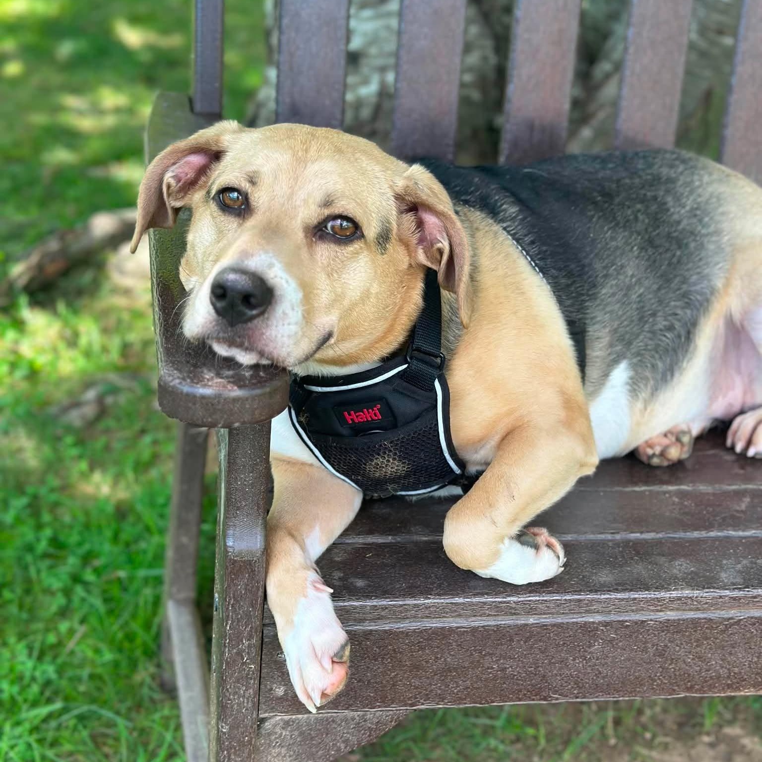 Enlarge Maggie, a ADOPTABLE mixed breed in Newland, NC image 4/4