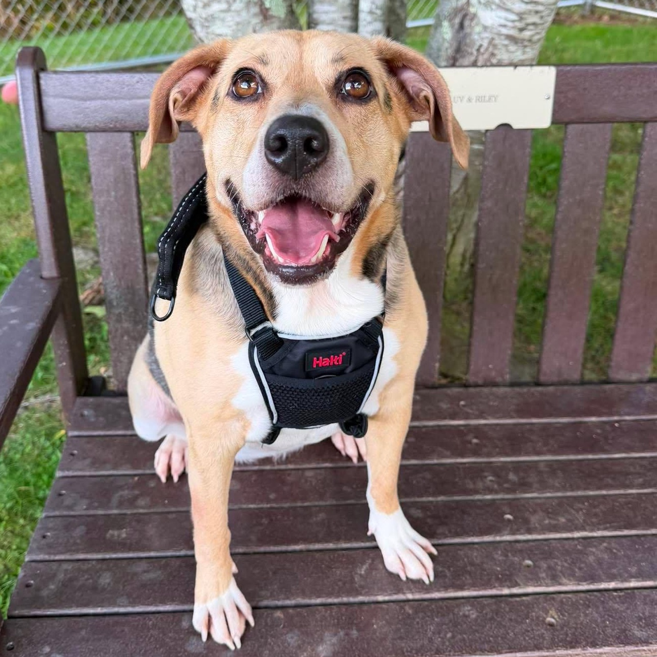 Maggie, ADOPTABLE, Adult Female Beagle.