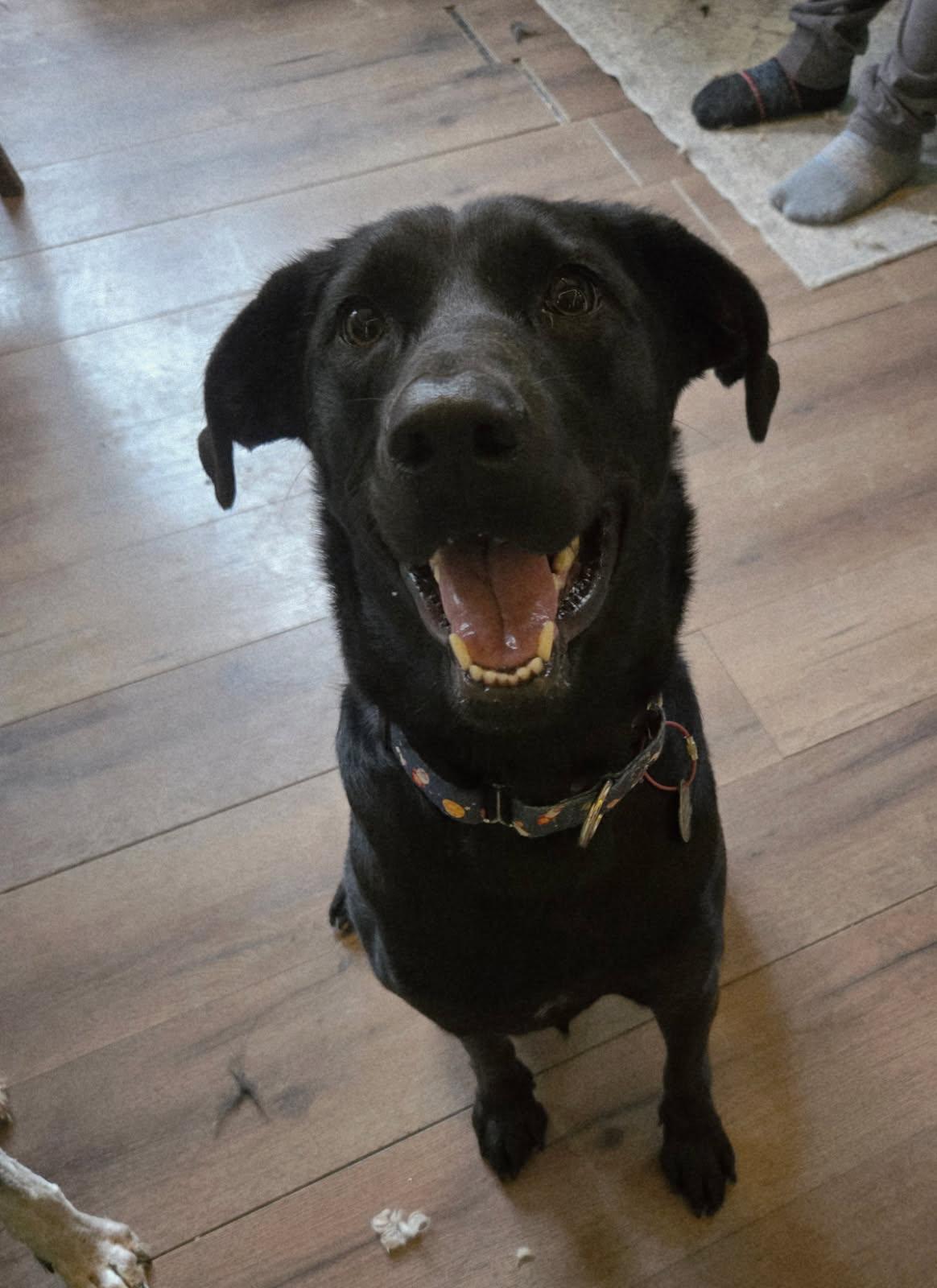 Whitney, Adoptable, Adult Female Labrador Retriever.