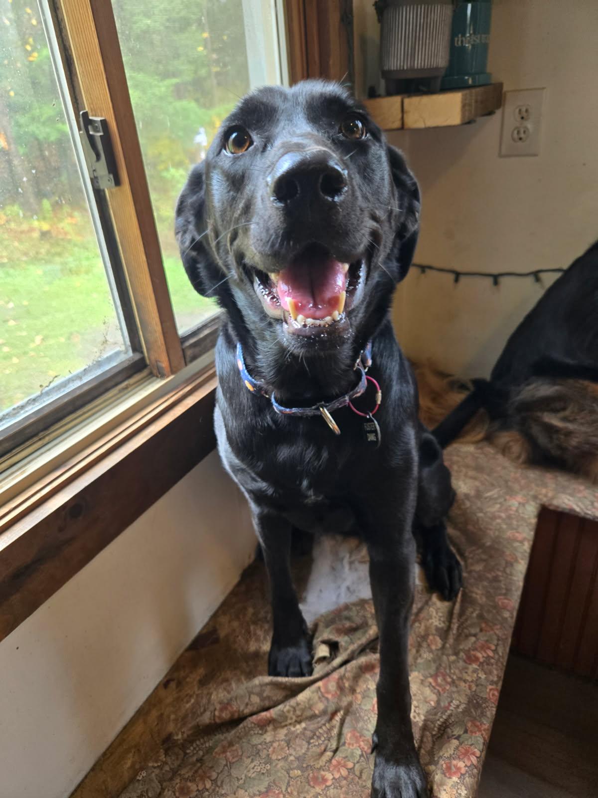 Whitney, a Adoptable mixed breed in West Falls, NY image 2/3