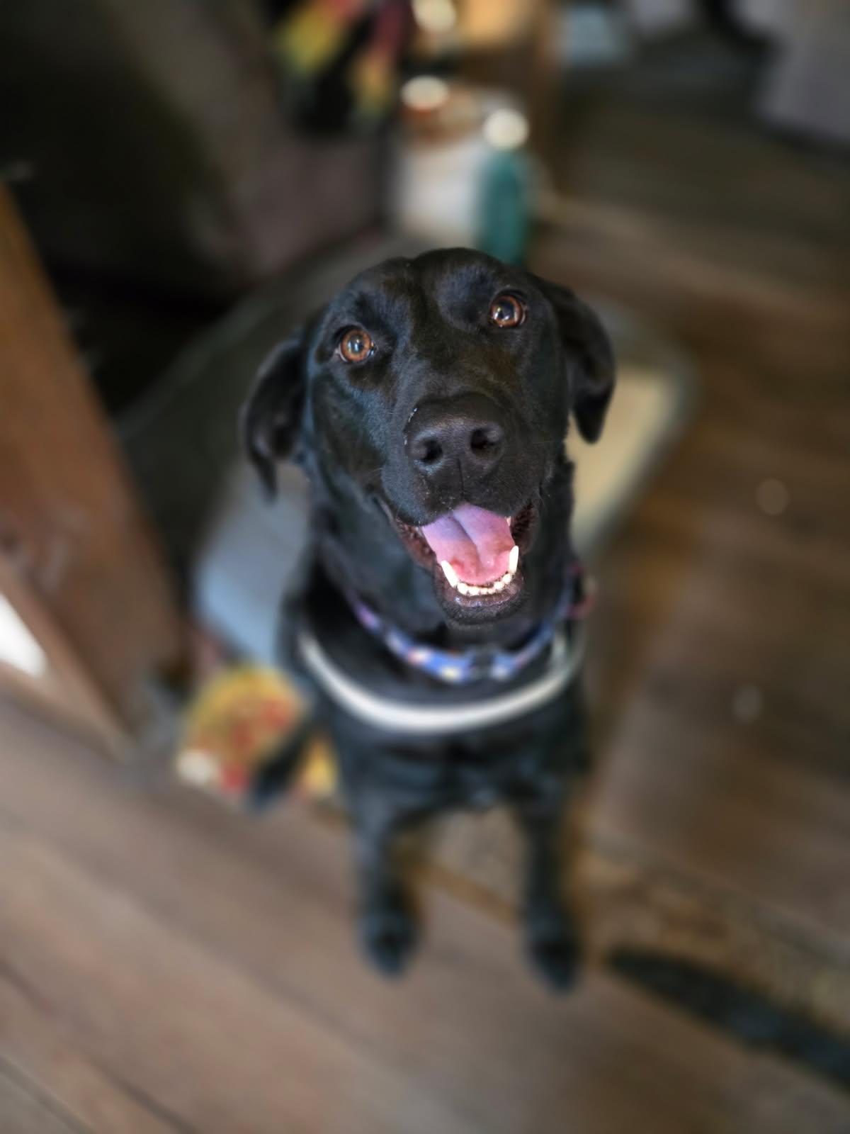 Whitney, a Adoptable mixed breed in West Falls, NY image 3/3