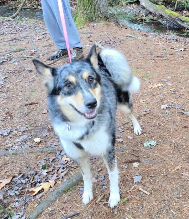 Enlarge Charlie - Girl, a ADOPTABLE mixed breed in Howell, NJ image 2/6