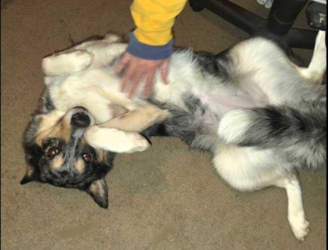 Charlie  Girl thumbnail 3