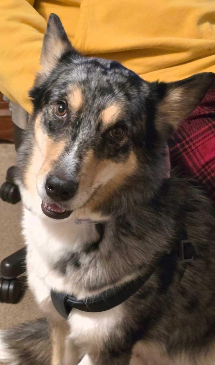 Charlie - Girl, ADOPTABLE, Adult Female Collie & Border Collie.