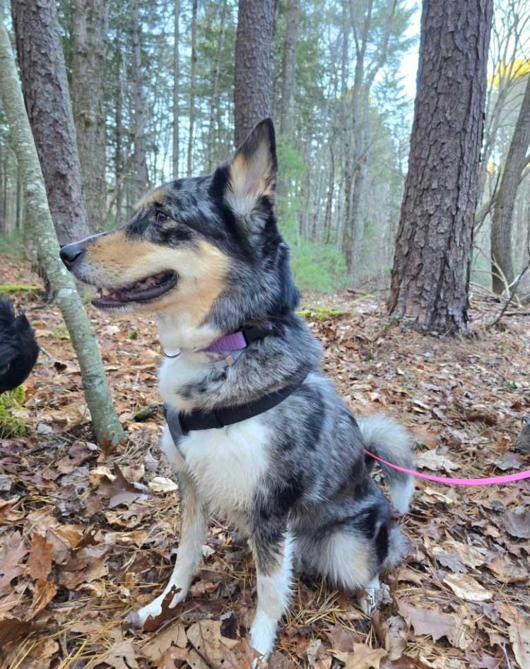 Enlarge Charlie - Girl, a ADOPTABLE mixed breed in Howell, NJ image 6/6