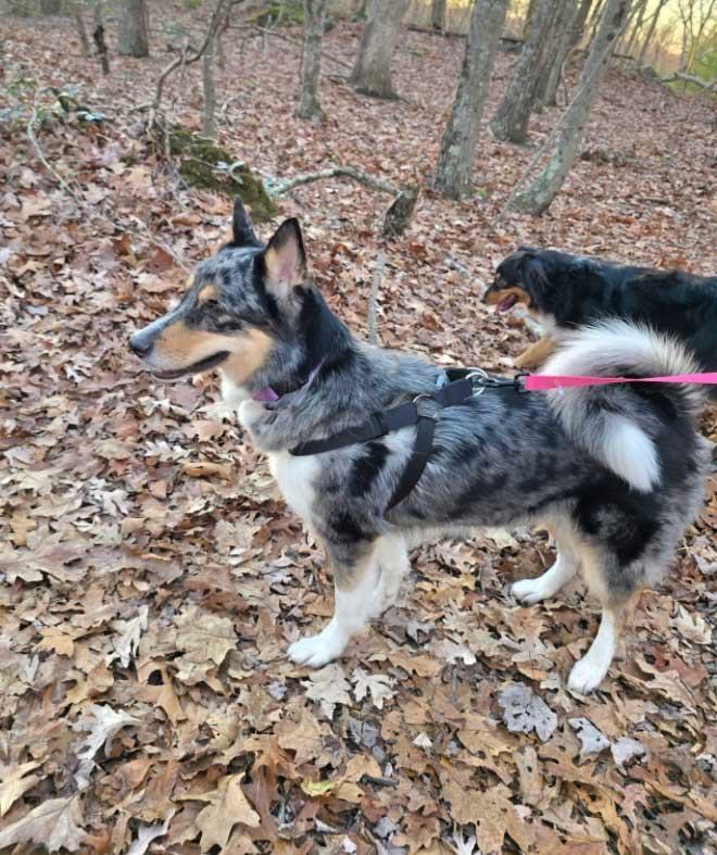 Enlarge Charlie - Girl, a ADOPTABLE mixed breed in Howell, NJ image 5/6