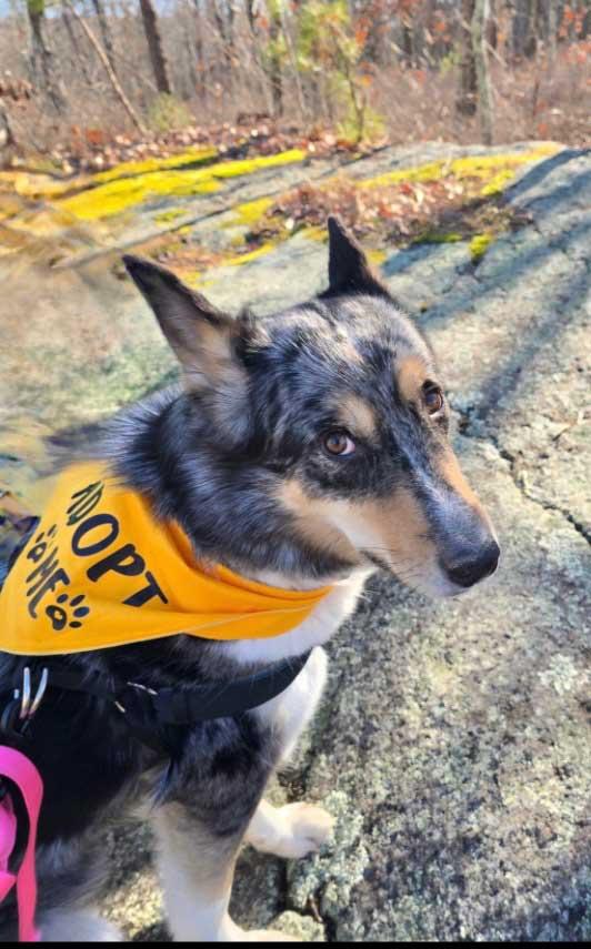 Charlie  Girl thumbnail 6