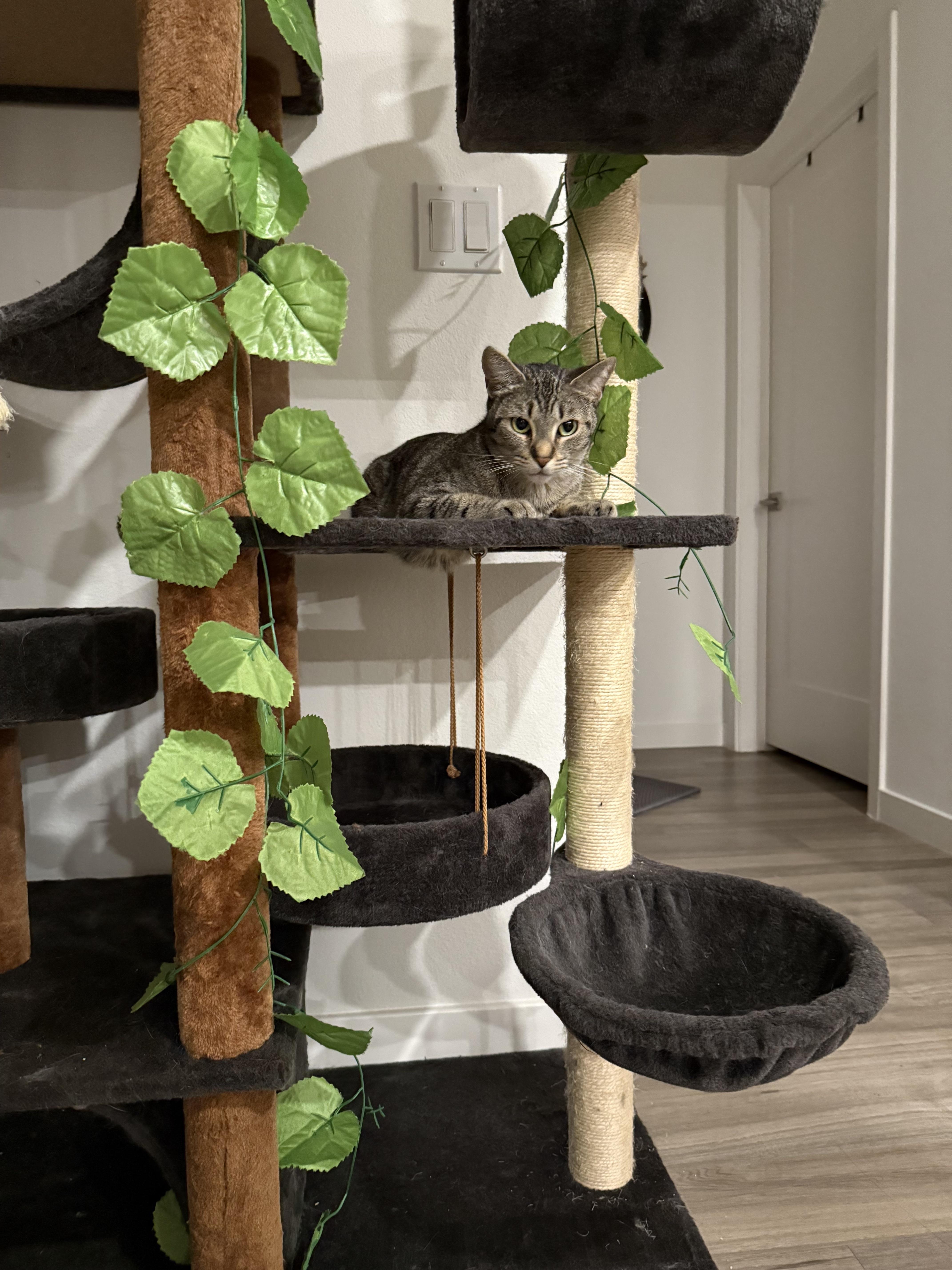 Enlarge Susie, a Adoptable Tabby in Monrovia , CA image 1/4