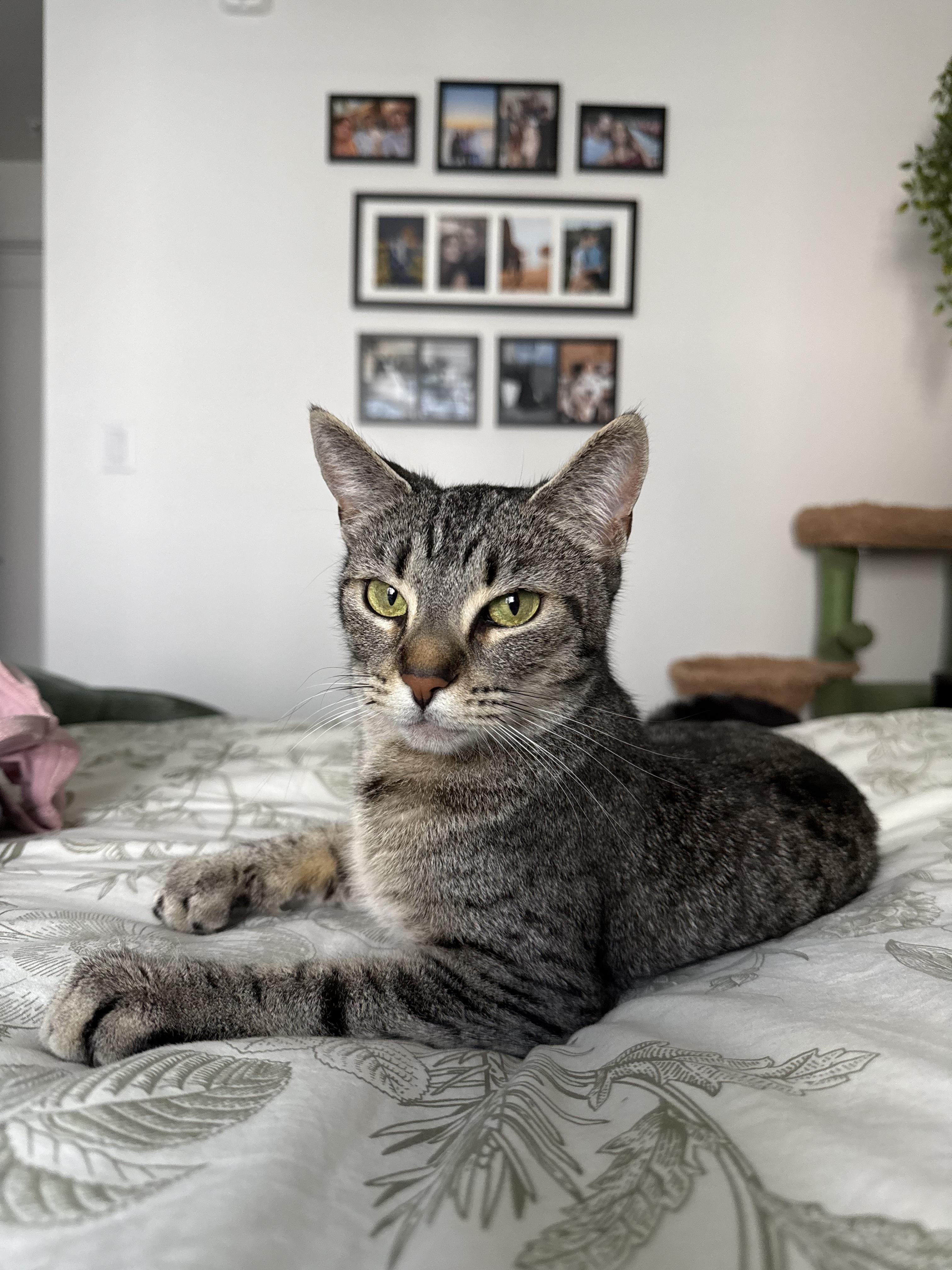 Enlarge Susie, a Adoptable Tabby in Monrovia , CA image 2/4