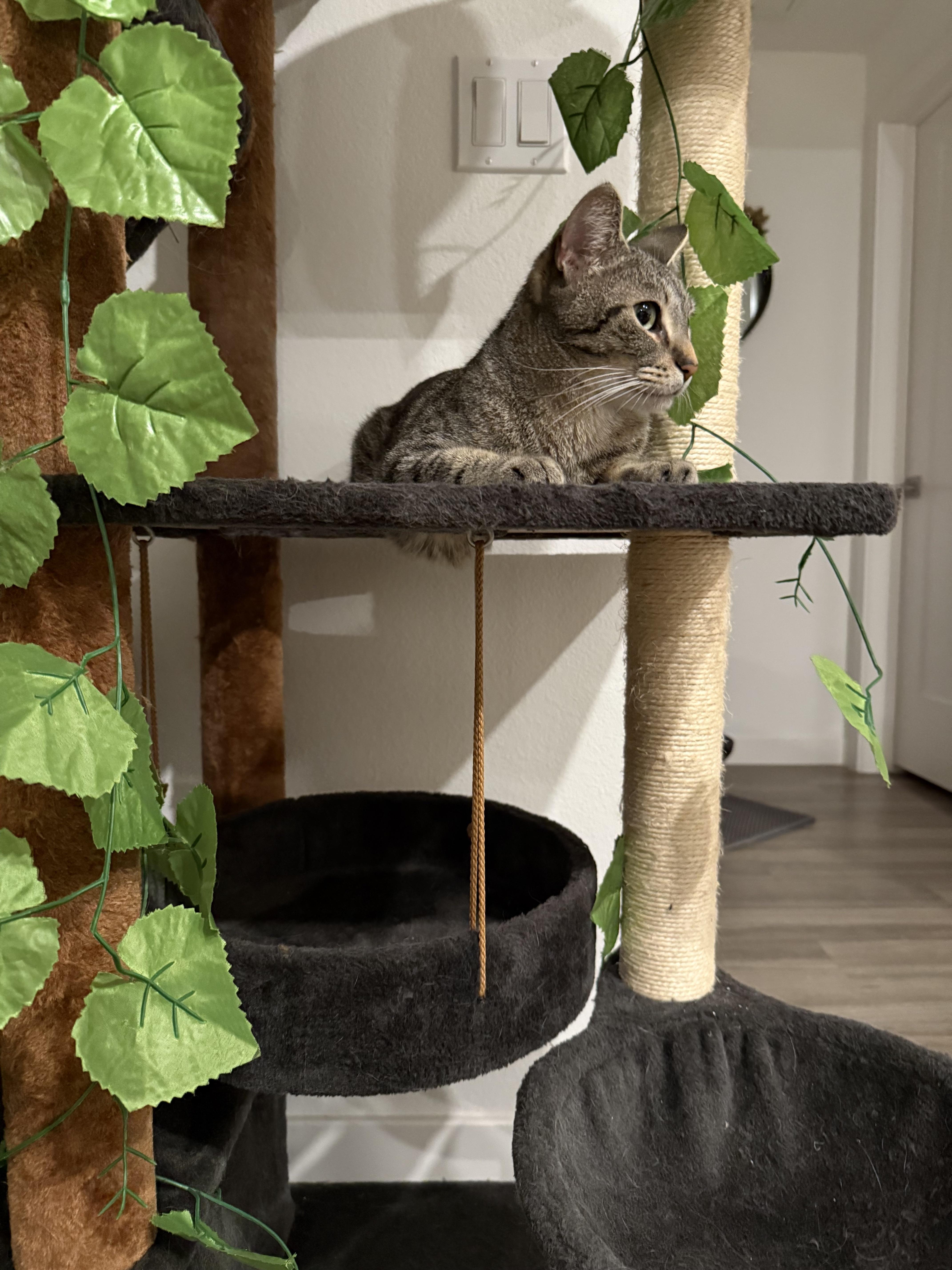 Enlarge Susie, a Adoptable Tabby in Monrovia , CA image 3/4