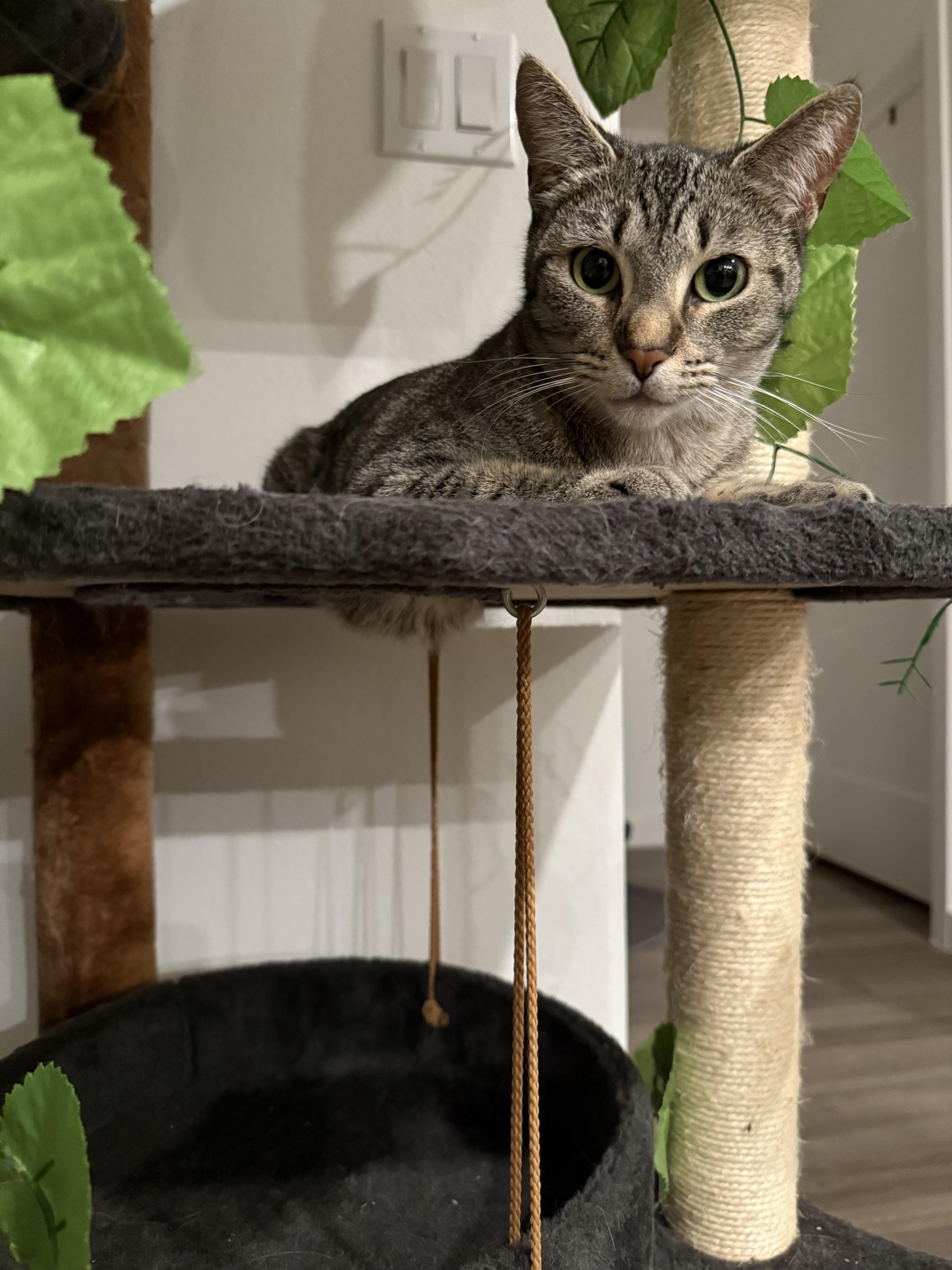 Enlarge Susie, a Adoptable Tabby in Monrovia , CA image 4/4