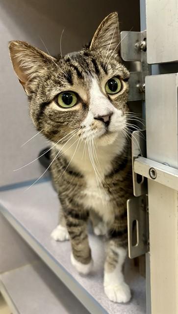 EVEREST, Adoptable, Adult Female Domestic Short Hair.