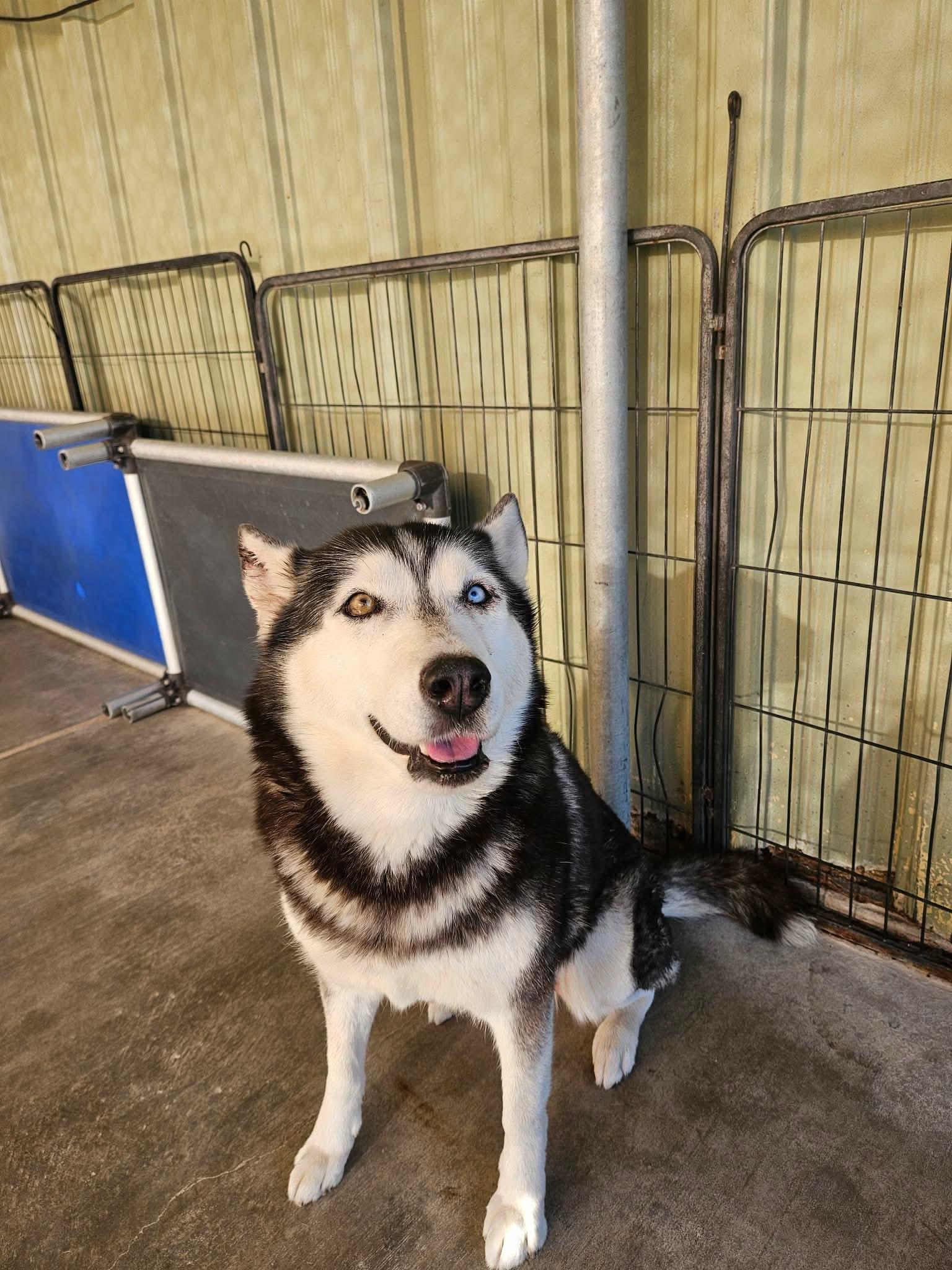 Enlarge Shayla, a Adoptable Husky in El Centro, CA image 1/1